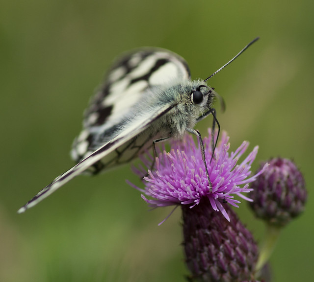 marbled white butterfly 15
