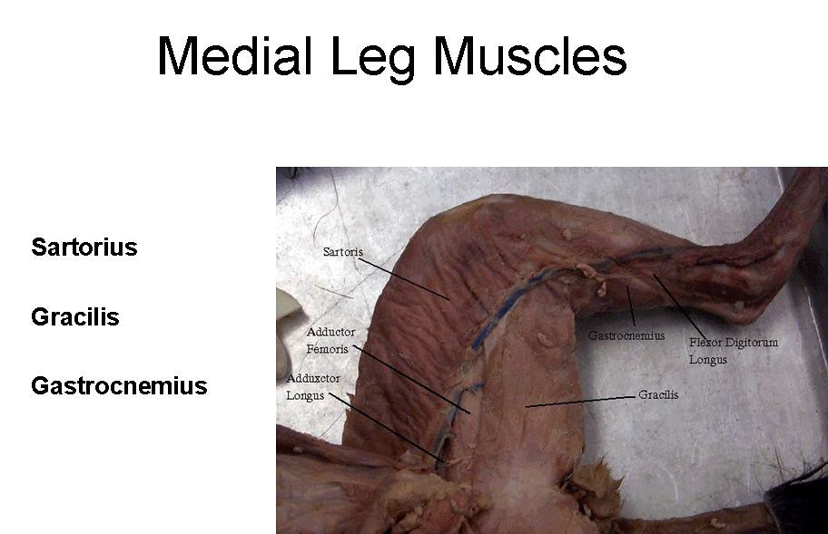 11. Medial Leg Muscles