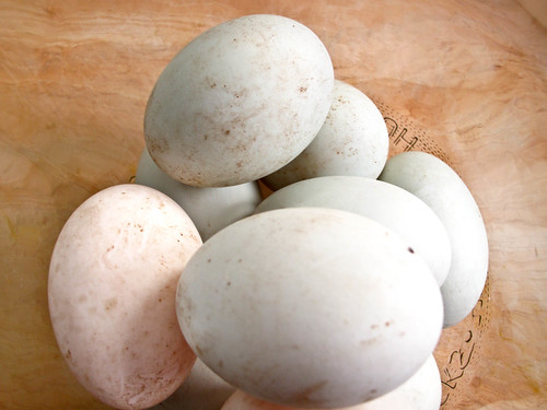 IMG_0638 Duck egg before making salted egg ,自制咸蛋前的鸭蛋