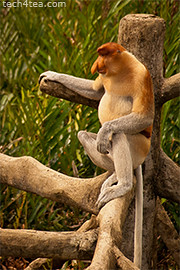 The bigger male proboscis monkey. The males have larger noses.