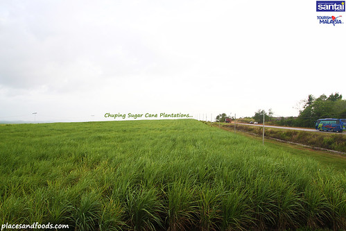 chuping sugar cane plantation5