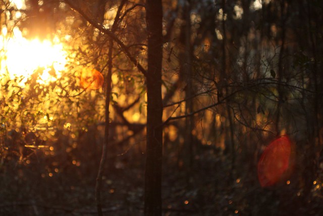 sunset through a forest too