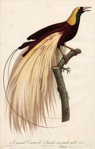 001-Gran ave del paraiso macho-Histoire naturelle des Oiseaux de paradis et des Rolliers.. 1806-François Levaillant