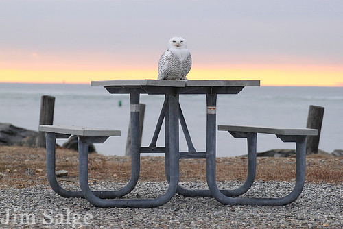 Snowy Owl on Picnic Table