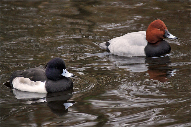 Tufted Duck and Common Pochard