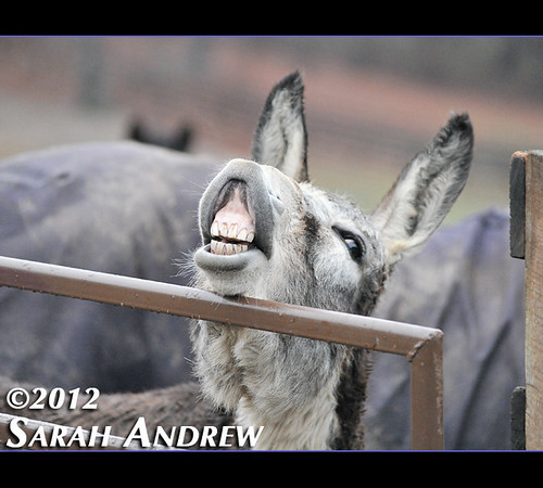 What Helping Hearts Equine Rescue, Inc. visit is complete without a photo of the best donkey ever, Jefferson Airplane?
