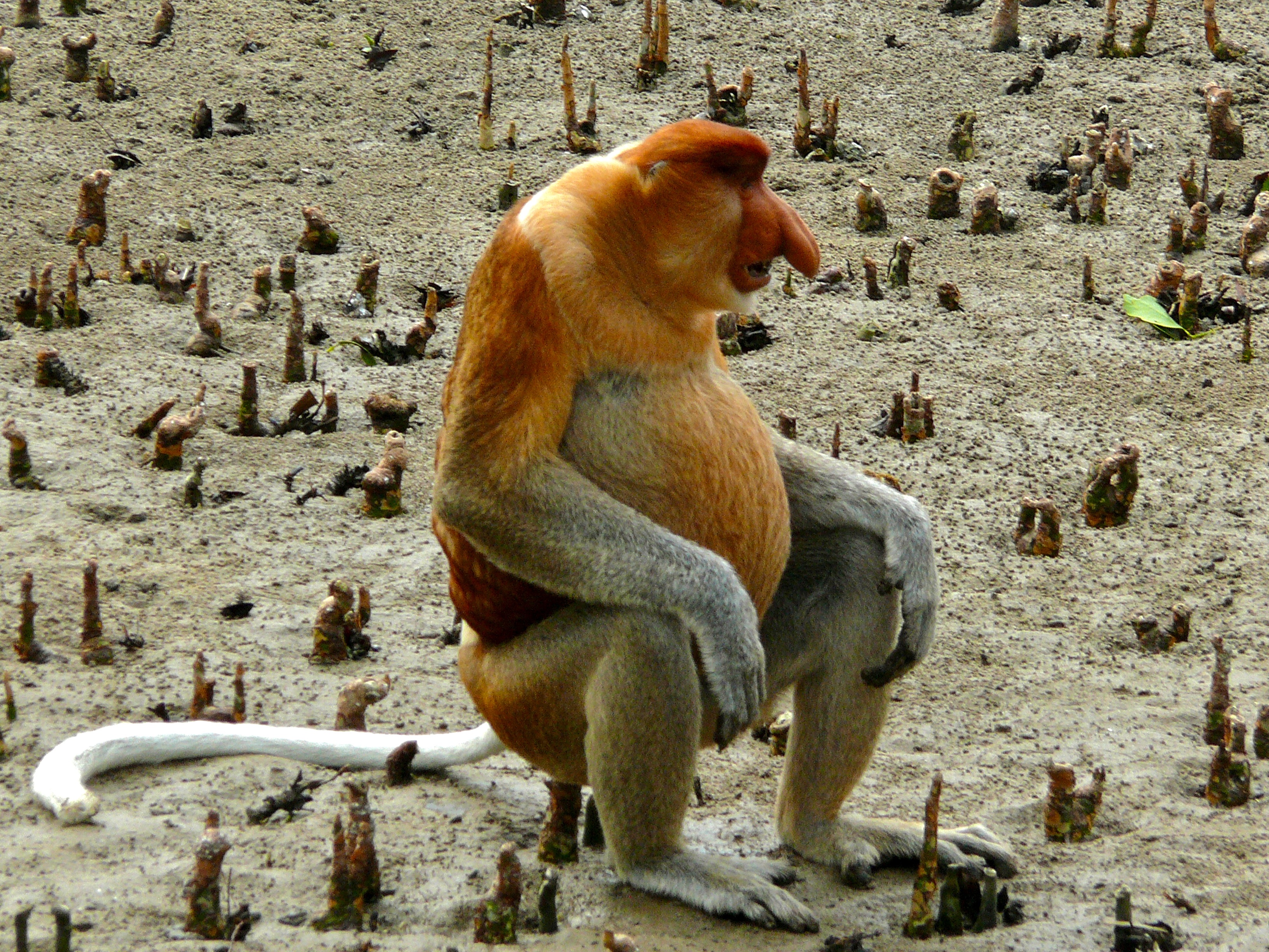 proboscis monkey (Selected Mammals Of Borneo) · iNaturalist
