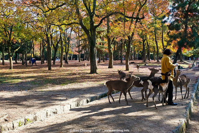 奈良公園 - 東大寺