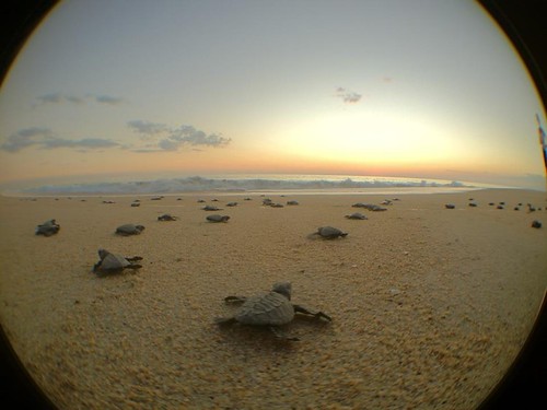 sunshine_turtles