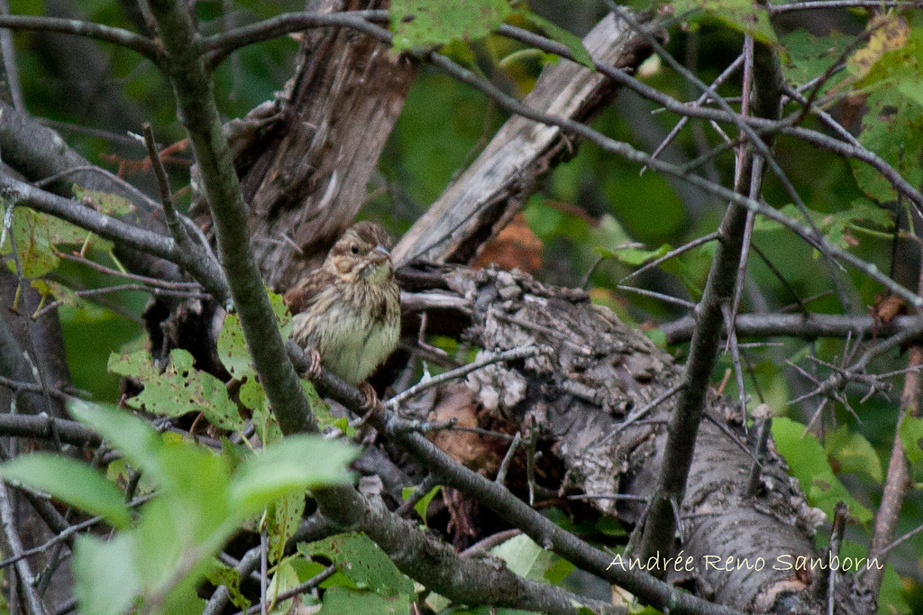 A Wet Little Sparrow (Song Sparrow, Melospiza melodia)-2.jpg