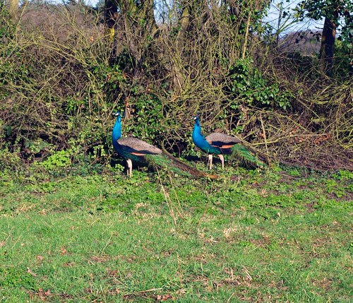 Peacocks (2)