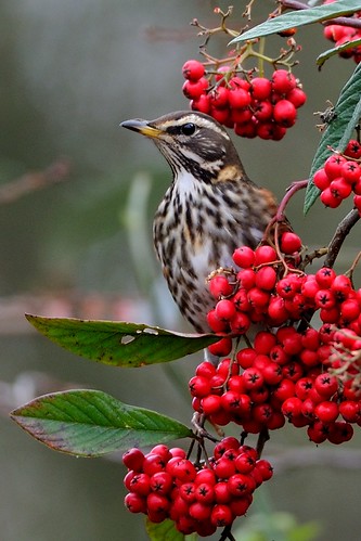 Redwing amongst the berries by Rivertay