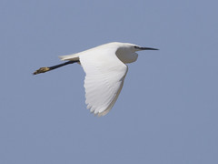 Silkehegre (Little Egret)