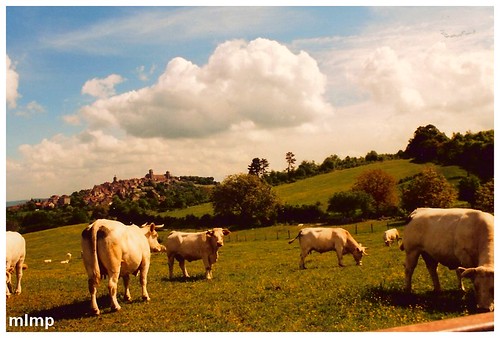 Mes vaches à Vézelay