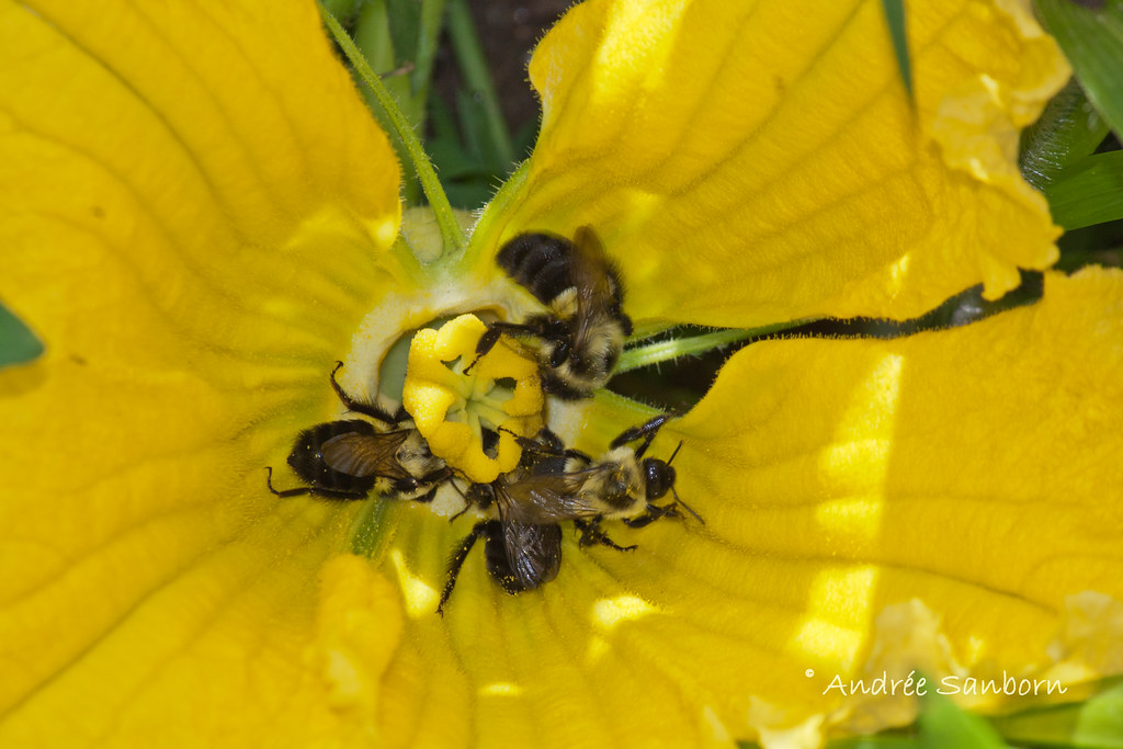 Bumblebees on Squash Blossoms-1.jpg