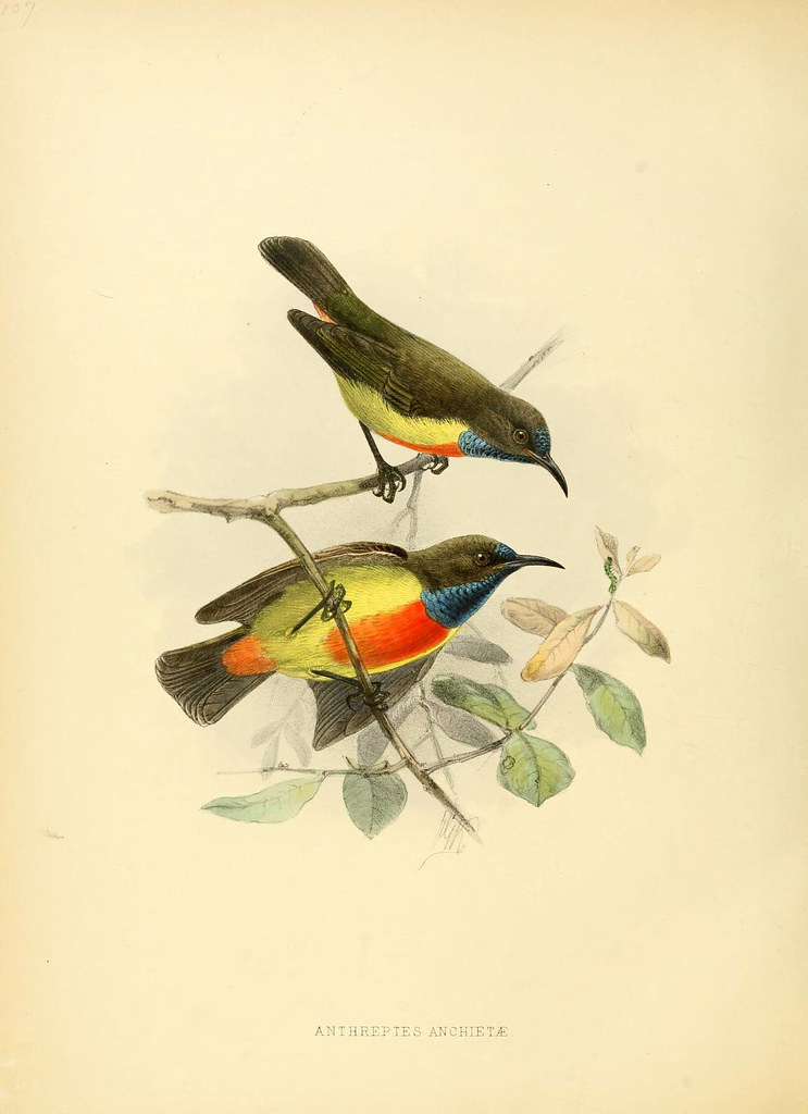 red-breasted golden bird duo - 19th century litho