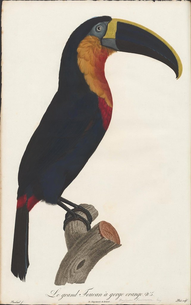 south american toucan illustration