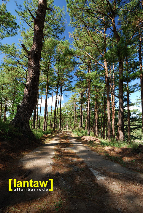 Salacsac Pine Forest 7