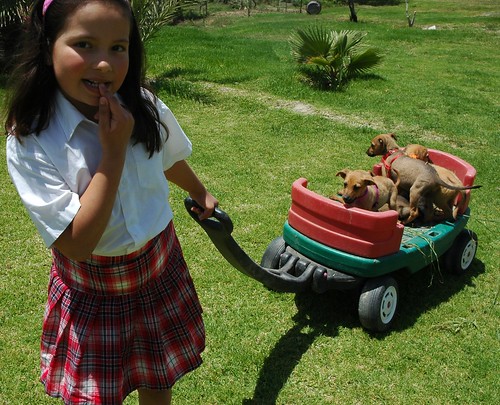 The owners daughter wonders what to do next, in a red white and blue plaid skirt, and white blouse, with a wagon full of brown puppies, Baja's Best El Rosario Cafe Bed and Breakfast, Baja California Norte, Mexico by Wonderlane