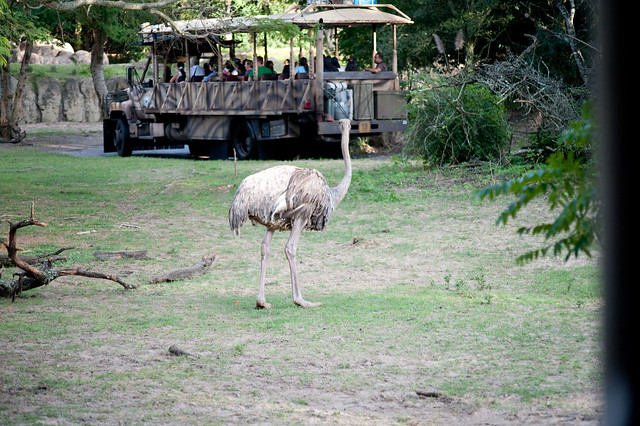 Animal Kingdom Safari