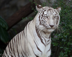 THAILAND: white bengal tiger yawn