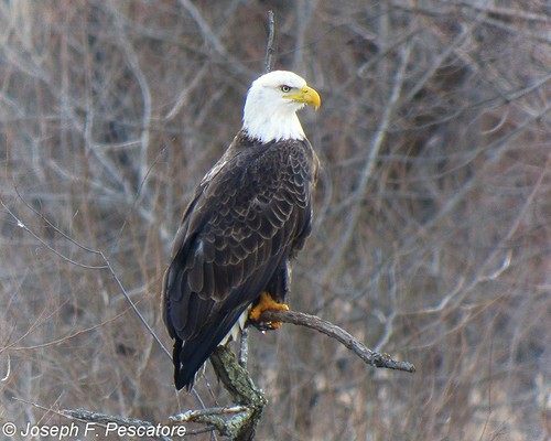 Bald Eagle, Ravine Lake, Far Hills, New Jersey by JFPescatore