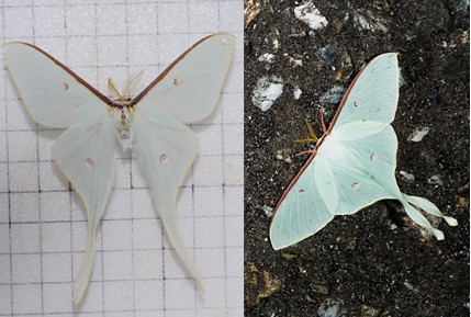 姬長尾水青蛾雄蟲標本照(左)與雌蟲停棲照(右)。