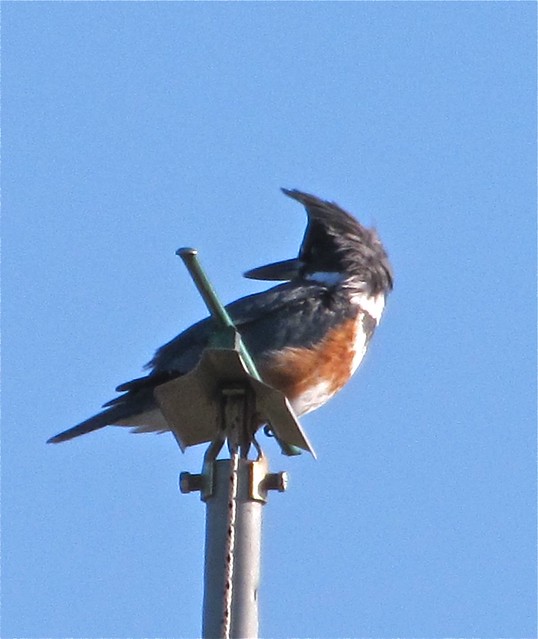 Belted Kingfisher at White Oak Park in Bloomington, IL
