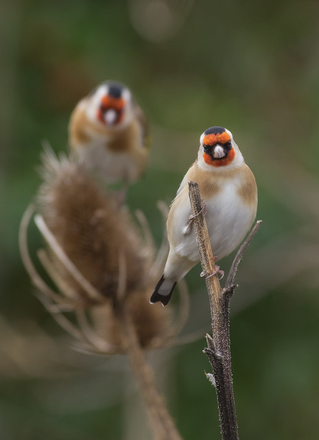 goldfinches cloudy day_