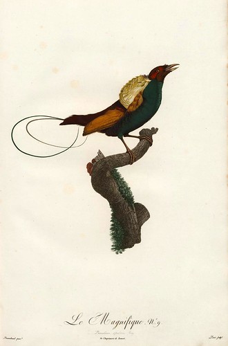 005-El magnifico-Histoire naturelle des Oiseaux de paradis et des Rolliers.. 1806-François Levaillant