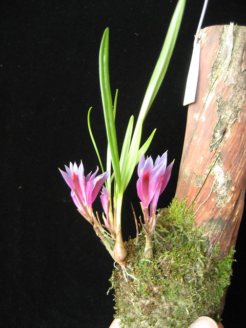 Dendrobium violaceum - plnt