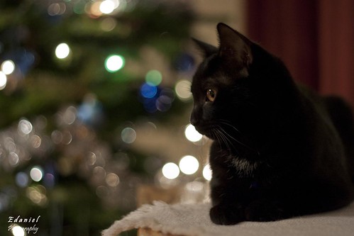Cat in front of the tree