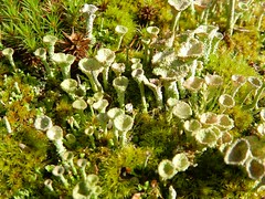 moss & lichen