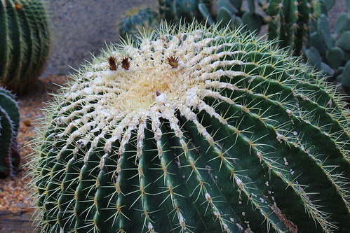 Barrel cactus, Echinocactus grusonii by tanetahi