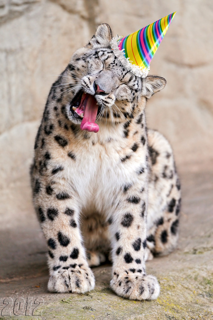 Kailash yawning with funny tongue