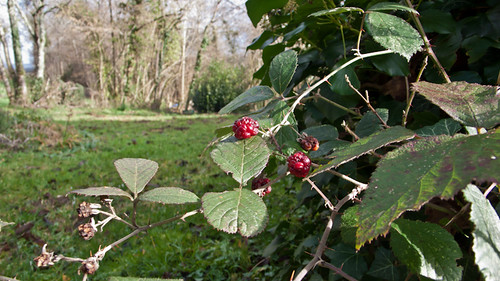 France, blackberries in January
