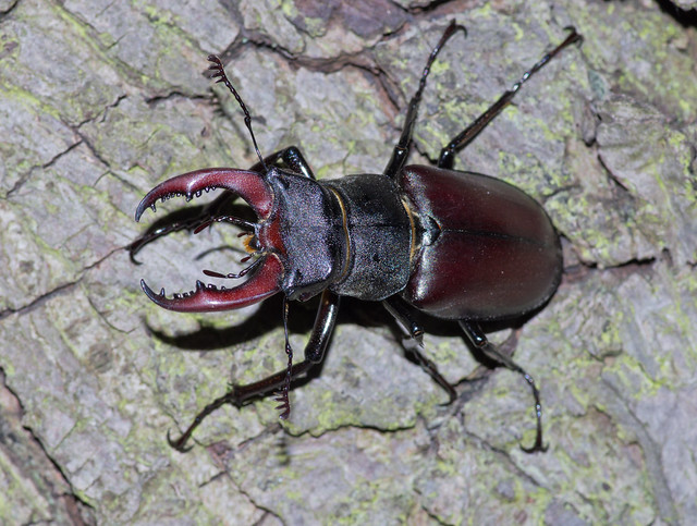 stag beetle male on tree