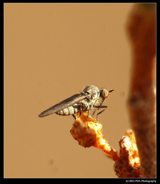 Dance Fly (Subfamily Empidinae)