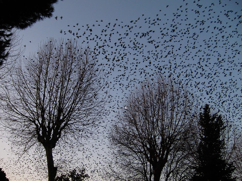 Birds in trees 2/2