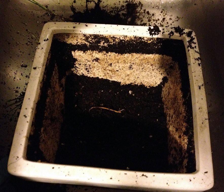 pot with soil
