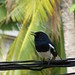 My friendly oriental magpie robin