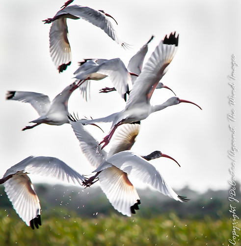Ibis Flight-1517 by Against The Wind Images