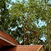 Jaya Sri Maha Bodhi Tree,  Anuradhapura