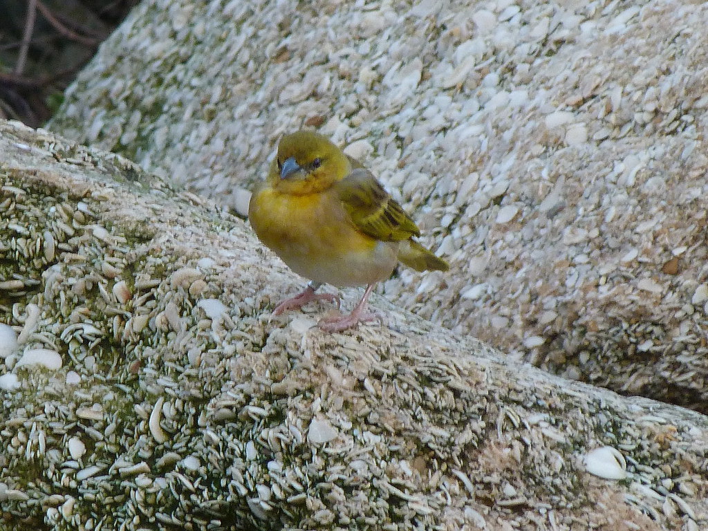 26-01-2012-yellow-warble2