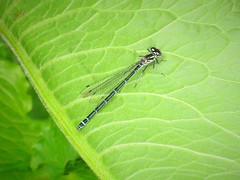 Dragonflies & Damselflies 