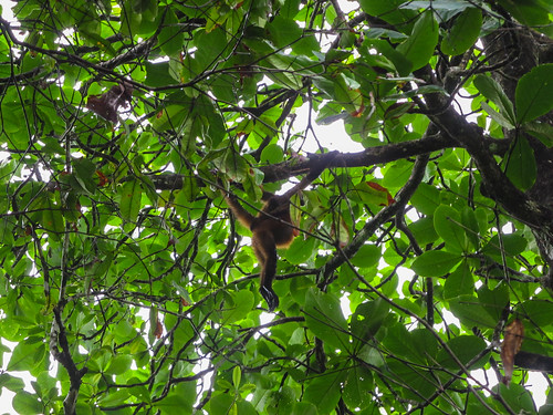 Tortuguero: une maman singe-araignée et son petit sur le dos