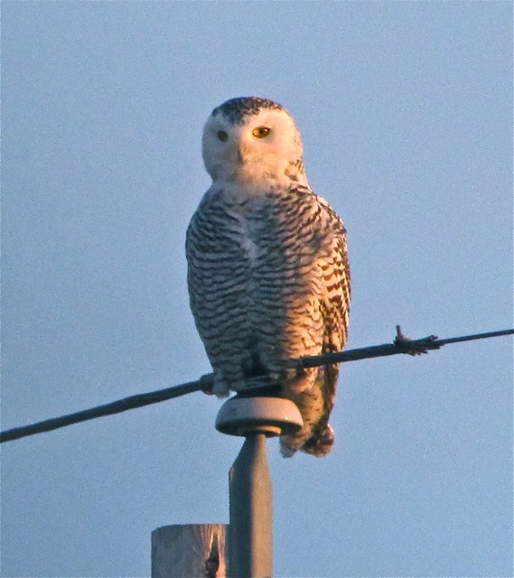 Snowy Owl in McLean County 53