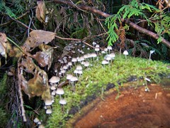 Micro mushroom forset