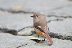 黃尾鴝 Daurian Redstart