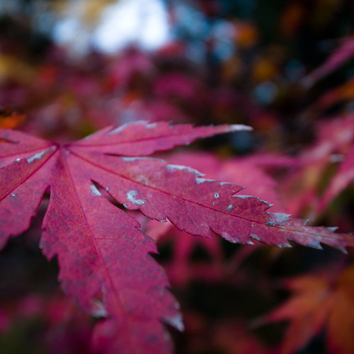 Autumn Red Japanese Maple Leaf (Momiji 紅葉)